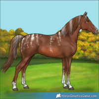 Horse Color:Powder White Chestnut 