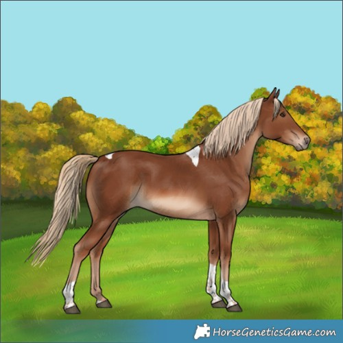 Horse Color:Chestnut Tobiano 