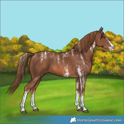 Horse Color:Powder White White Spotted Chestnut 
