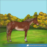Horse Color:Chestnut Tobiano