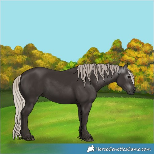 Horse Color:Gray Silver Black 