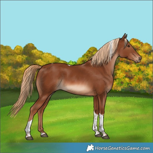 Horse Color:Chestnut Tobiano 