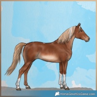 Horse Color:Chestnut Tobiano 