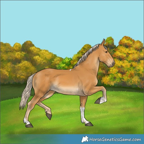 Horse Color:Palomino Tobiano