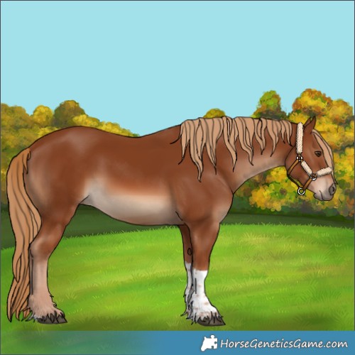 Horse Color:Chestnut Tobiano 