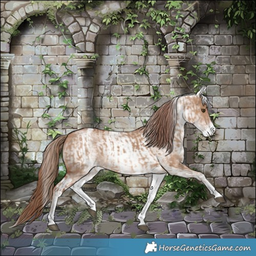 Horse Color:White Spotted Red Dun Rabicano and White Spotted Red Dun Rabicano