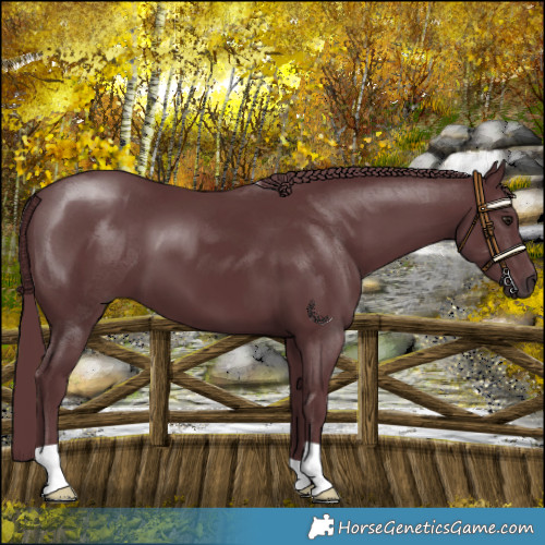 Horse Color:Chocolate Black Chinchilla 