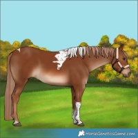 Horse Color:Chestnut Tobiano 
