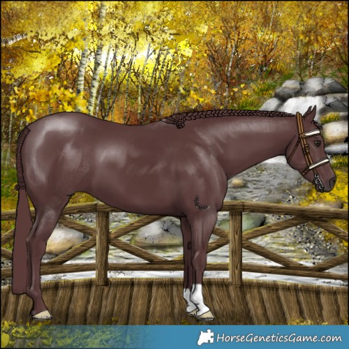 Horse Color:Chocolate Black Chinchilla 