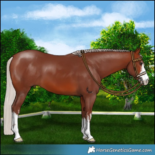 Horse Color:White Spotted Chocolate Silver Brown 