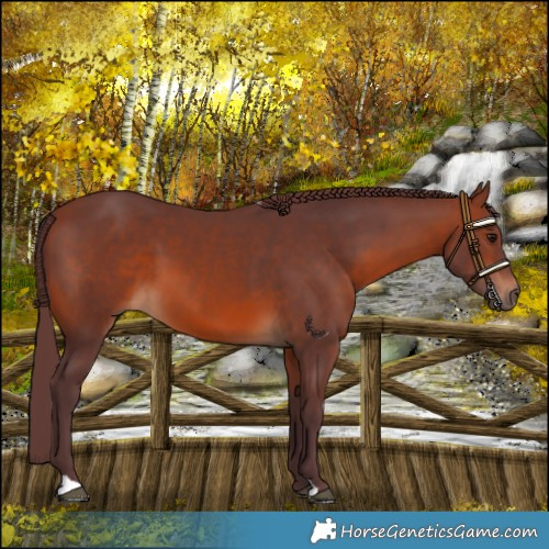 Horse Color:Chocolate Brown 