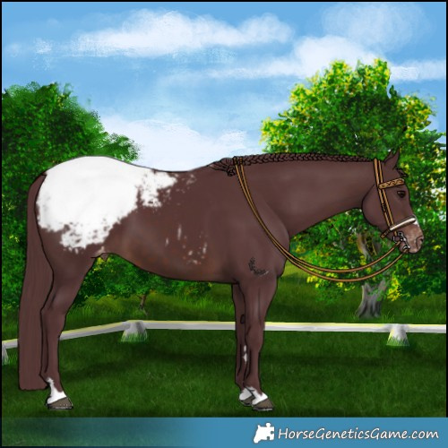 Horse Color:Chocolate Brown Snowcap 
