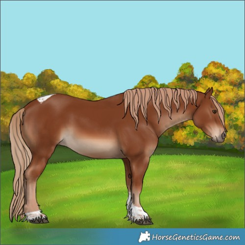 Horse Color:Chestnut Tobiano