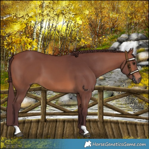 Horse Color:Chocolate Brown 