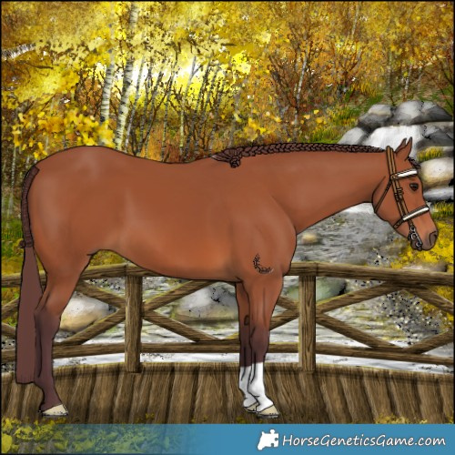 Horse Color:Chocolate Bay 