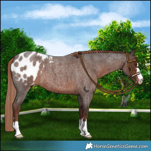 Horse Color:Liver Red Roan Appaloosa 