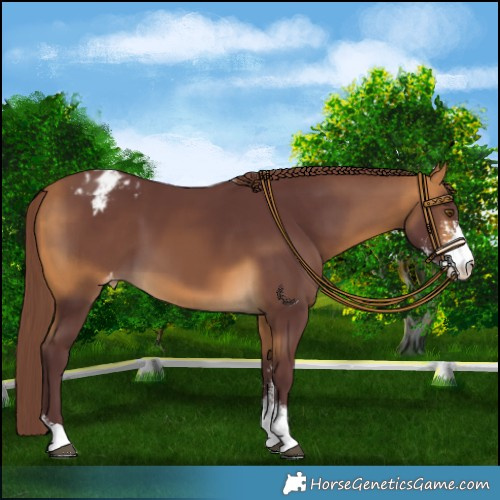 Horse Color:Chocolate Buckskin Sabino Appaloosa 