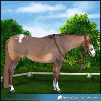 Horse Color:Chocolate Buckskin Sabino Varnish 