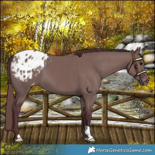 Horse Color:Chocolate Grullo Appaloosa 