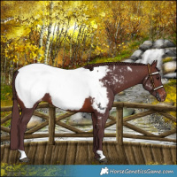 Horse Color:Chocolate Brown Near Fewspot 
