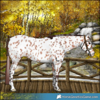Horse Color:Chocolate Bay Roan Near Leopard 