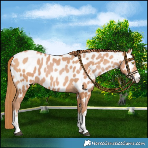 Horse Color:White Spotted Chocolate Bay Pearl Near Leopard 