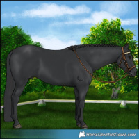 Horse Color:Black  and Black 