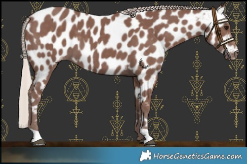 Horse Color:Chocolate Silver Black Appaloosa