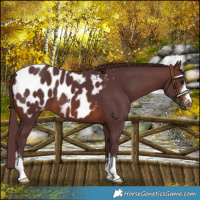 Horse Color:Chocolate Brown Near Leopard 