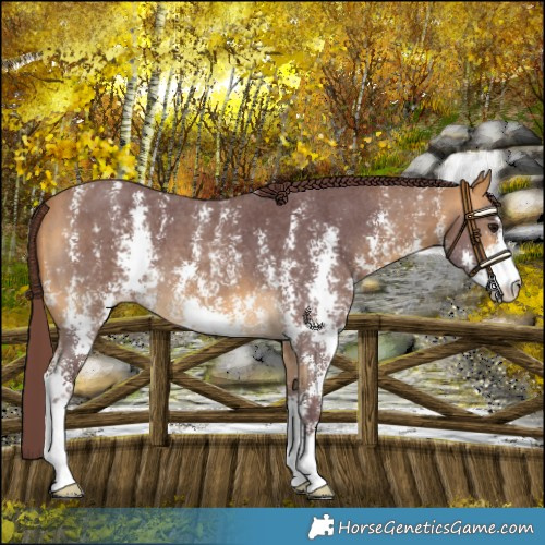 Horse Color:Chocolate Buckskin Sabino 