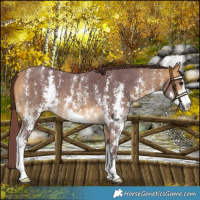 Horse Color:Chocolate Buckskin Sabino