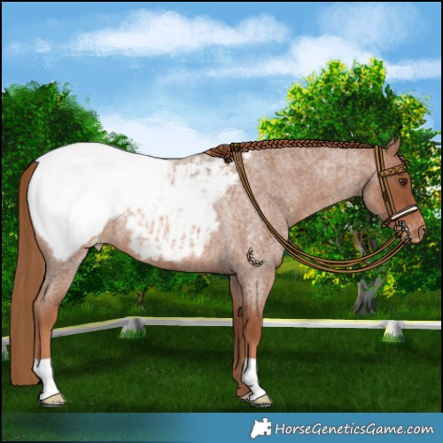Horse Color:Red Roan Appaloosa 