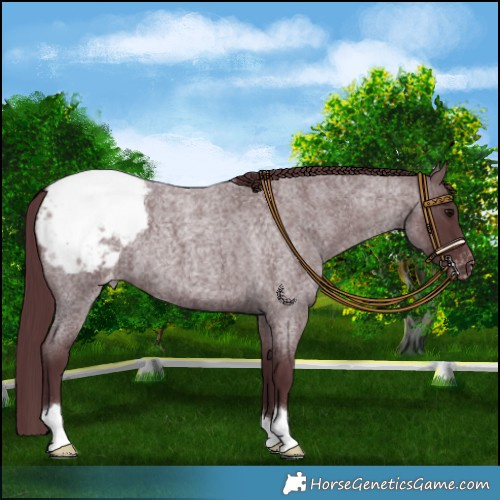 Horse Color:Chocolate Blue Roan Appaloosa 