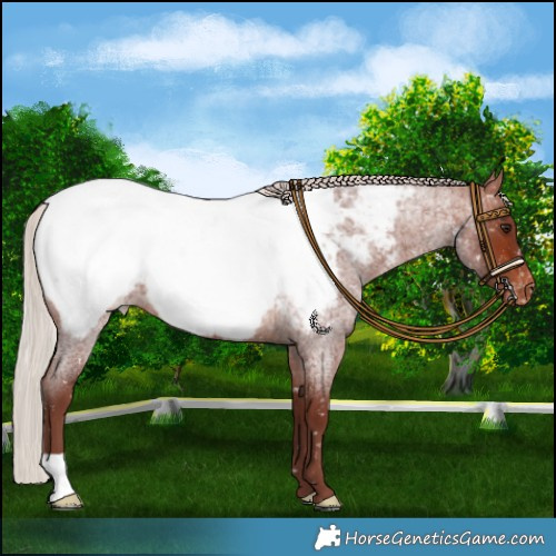 Horse Color:Chocolate Silver Brown Roan Near Fewspot 