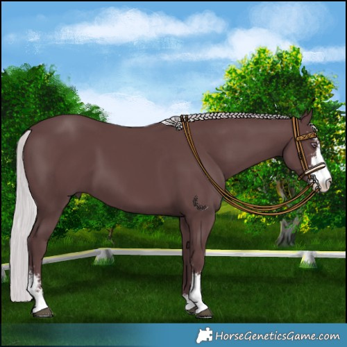 Horse Color:Chocolate Silver Black Chinchilla Sabino 