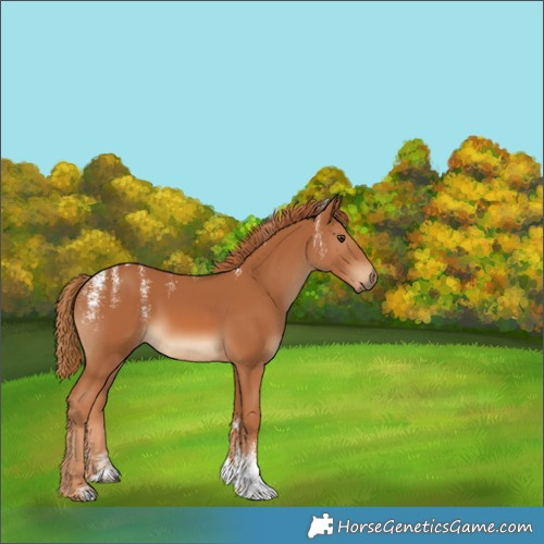 Horse Color:Powder White Chestnut Tobiano 