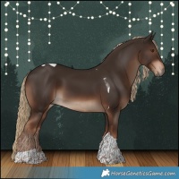 Horse Color:Liver Chestnut Tobiano 