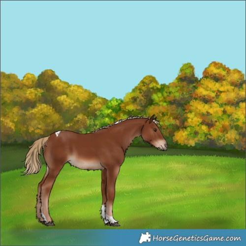 Horse Color:Chestnut Tobiano
