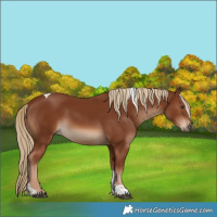 Horse Color:Chestnut Tobiano