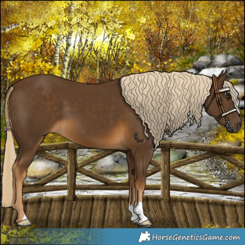 Horse Color:Chocolate Palomino 