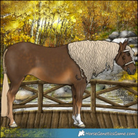 Horse Color:Chocolate Palomino