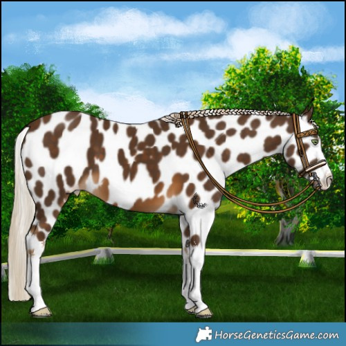 Horse Color:White Spotted Chocolate Palomino Leopard 