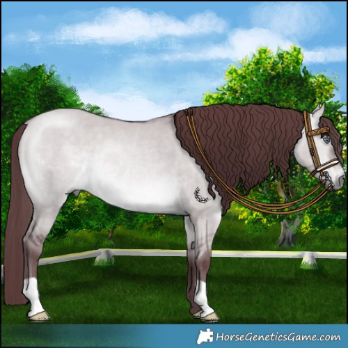 Horse Color:Chocolate Bay Chinchilla Dun Rabicano 