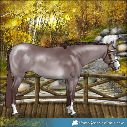 Horse Color:Chocolate Brown Chinchilla 