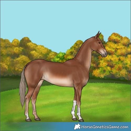 Horse Color:Chestnut Tobiano 