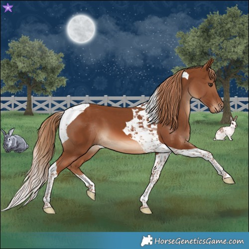 Horse Color:Chestnut Tobiano