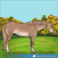 Horse Color:Red Dun Tobiano 