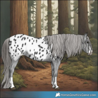Horse Color:Black Blanket