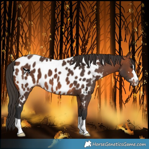 Horse Color:Bay Near Leopard
