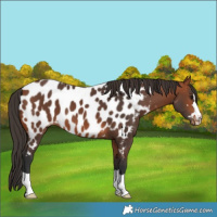 Horse Color:Bay Near Leopard